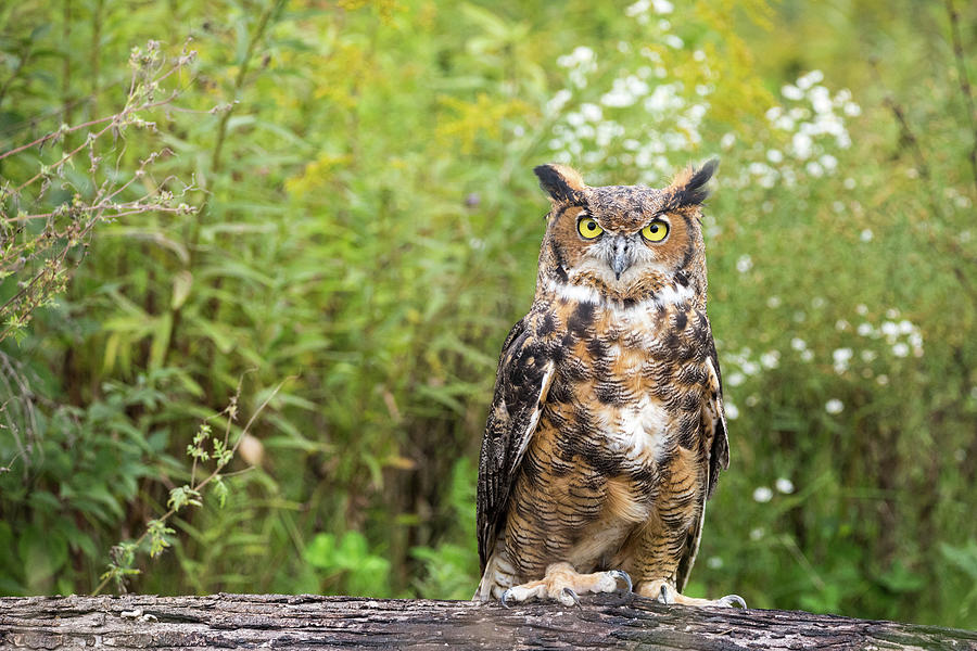 Great horned owl on a log Photograph by Lorraine Matti - Pixels