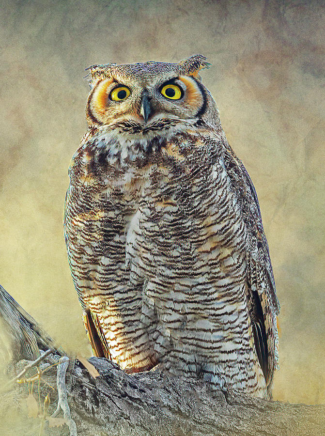 Great Horned Owl on Alert Photograph by Lowell Monke