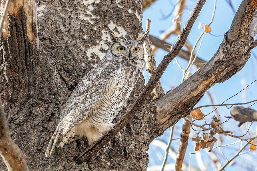 Great Horned Owl on High Alert Photograph by Tony Hake