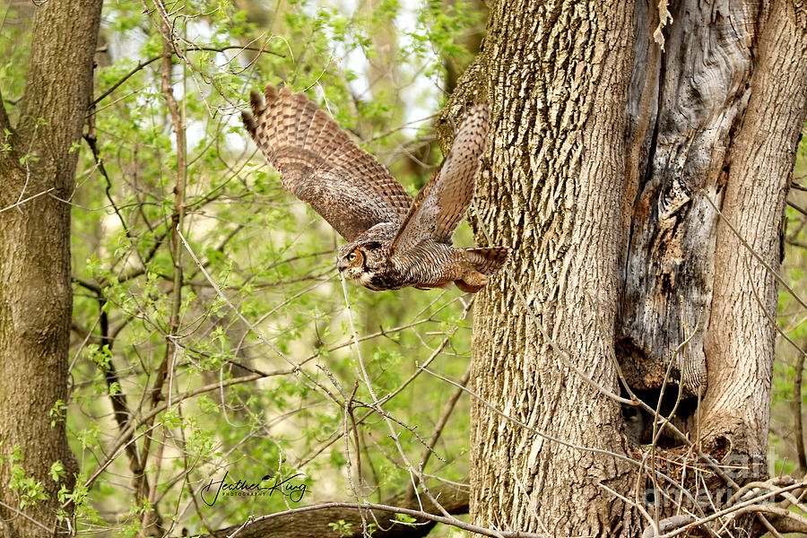 Great horned owl on the hunt Photograph by Heather King