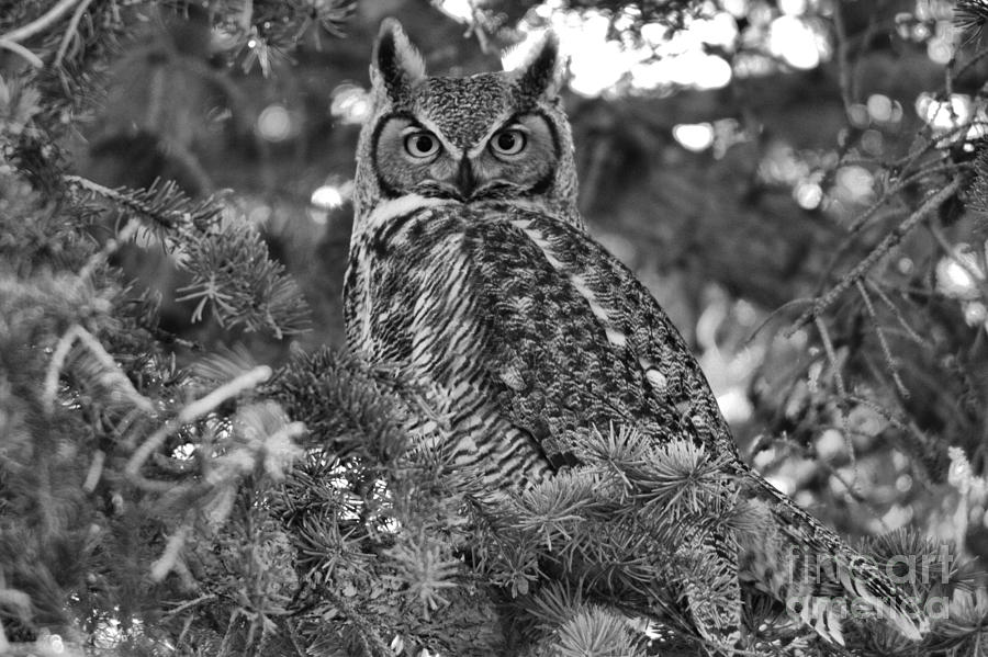 Great Horned Owl On The Pine Branches Black And White Photograph by Adam Jewell
