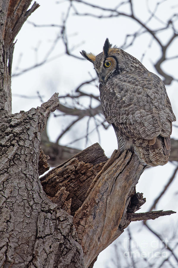 Great Horned Owl Over the Nest Photograph by Natural Focal Point Photography
