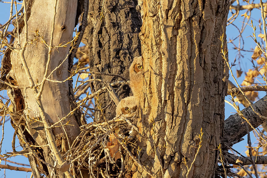 Great Horned Owl Owlets Hiding at Their Home Photograph by Tony Hake
