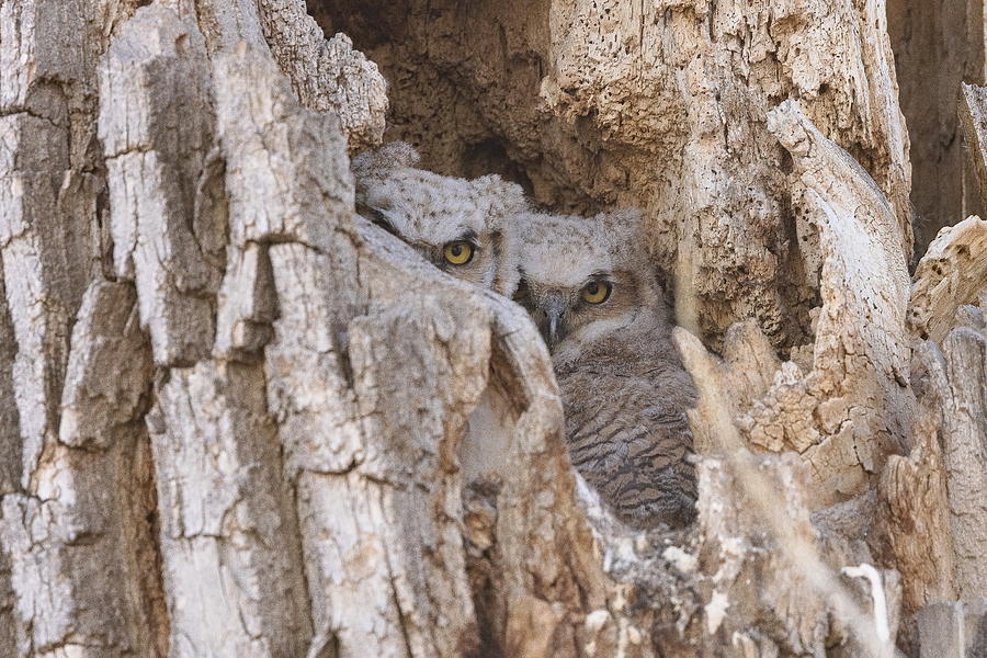 Great Horned Owl Owlets Peer Out from their Home Photograph by Tony Hake