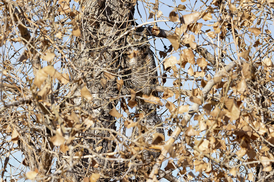 Great Horned Owl Pair Buried in a Tree Photograph by Tony Hake