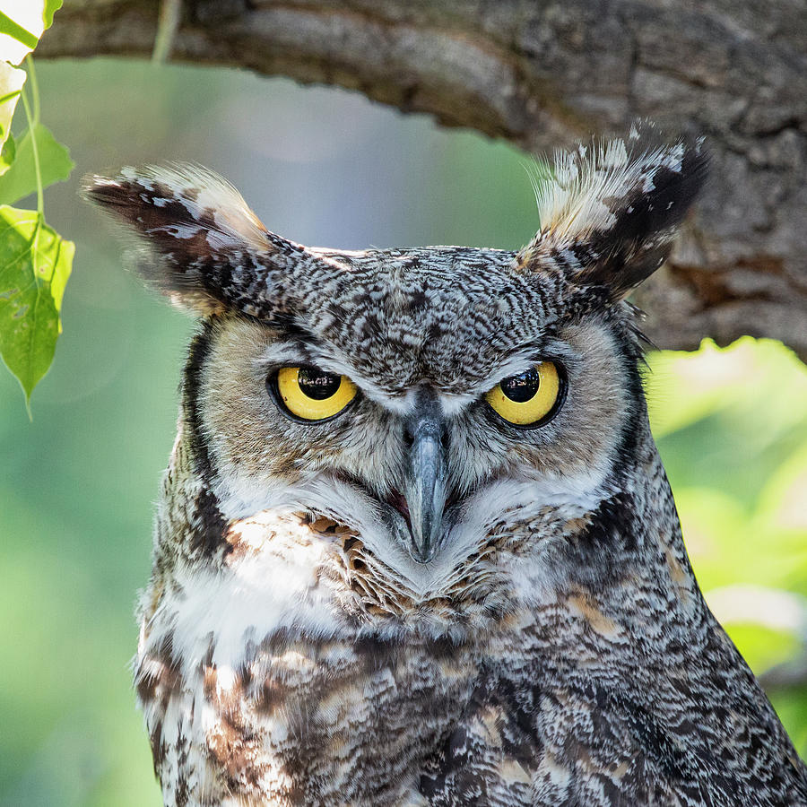 Great Horned Owl Perched Photograph by Dawn Key