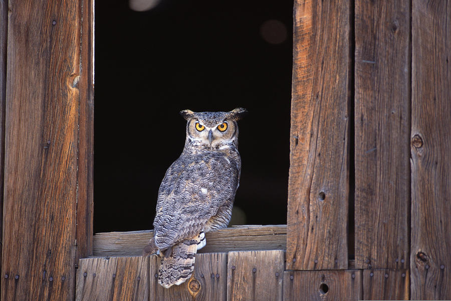 Great horned owl perched in window Photograph by Comstock Images
