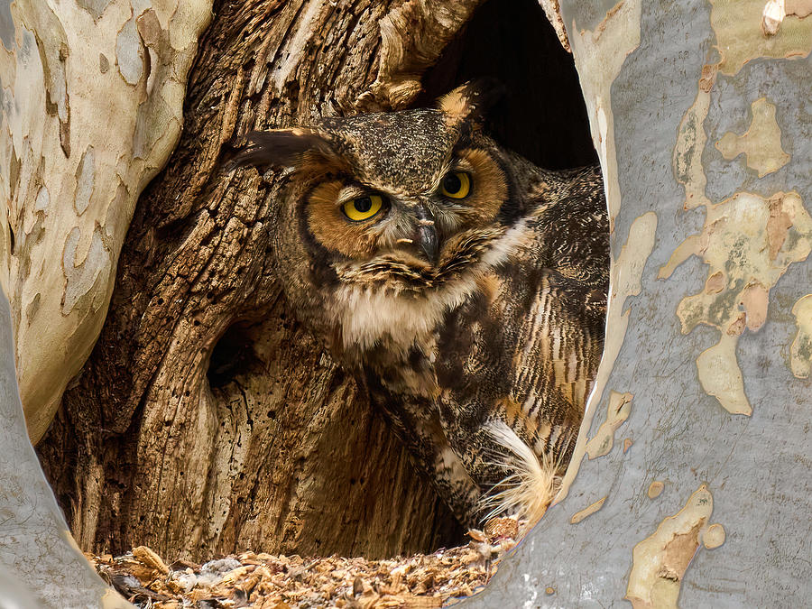 Great Horned Owl photo prints art Photograph by Yuri Chaban - Fine Art ...