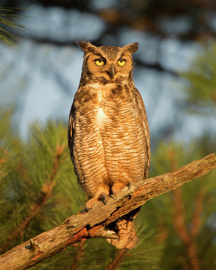 Great Horned Owl Photograph by Phyllis Burchett