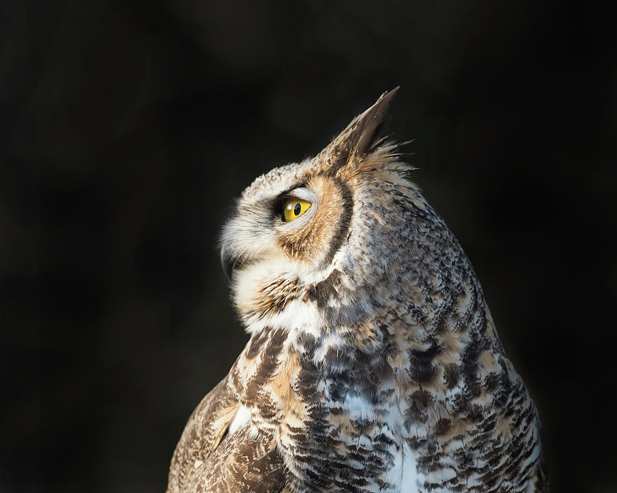Great Horned Owl Portrait Photograph by CR Courson