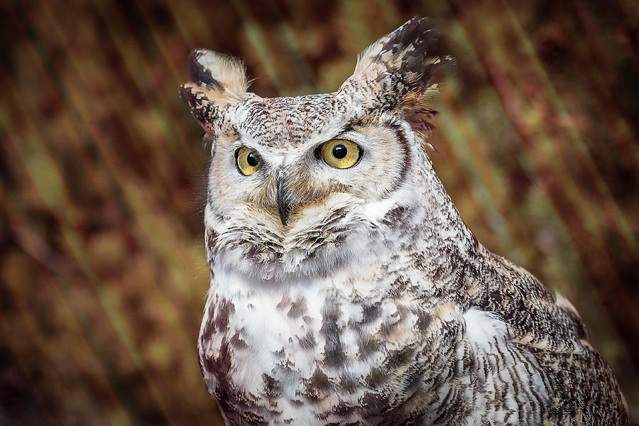 Great Horned Owl Portrait Photograph by Patti Deters