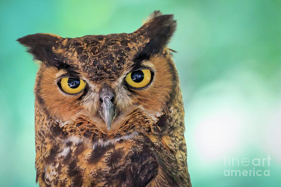 Great Horned Owl Portrait Photograph by Richard Smith