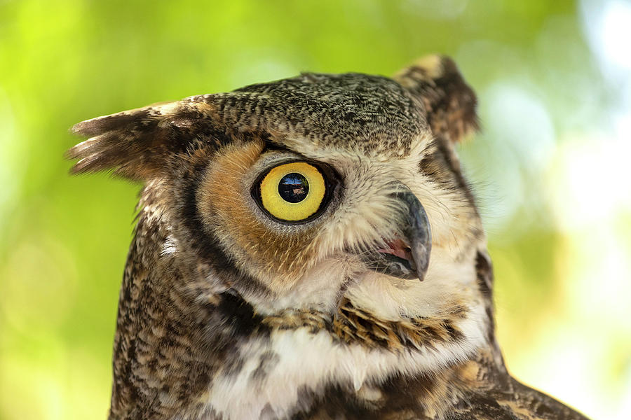 Great Horned Owl Profile Photograph By Sue Cullumber - Pixels