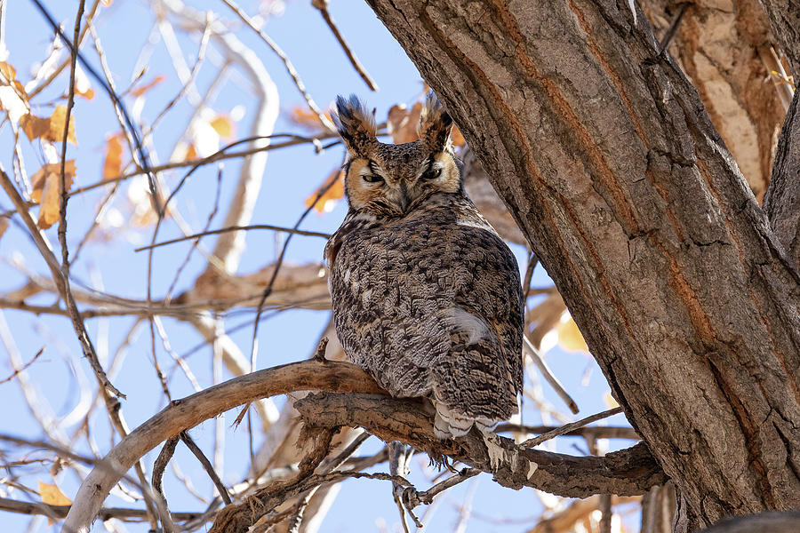 Great Horned Owl Puts Its Ears Up Photograph by Tony Hake