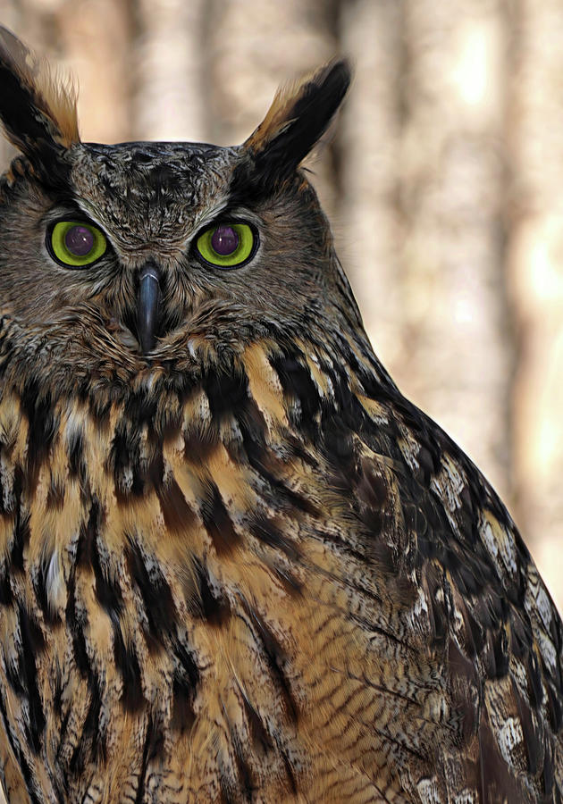 Great Horned Owl Photograph by Rebecca Herranen
