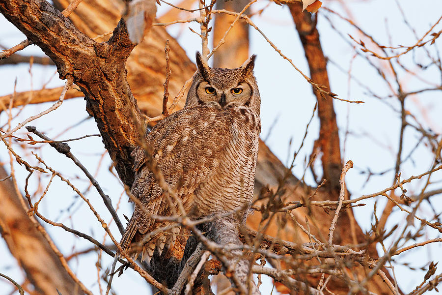 Great Horned Owl Relaxes At Sunrise Photograph