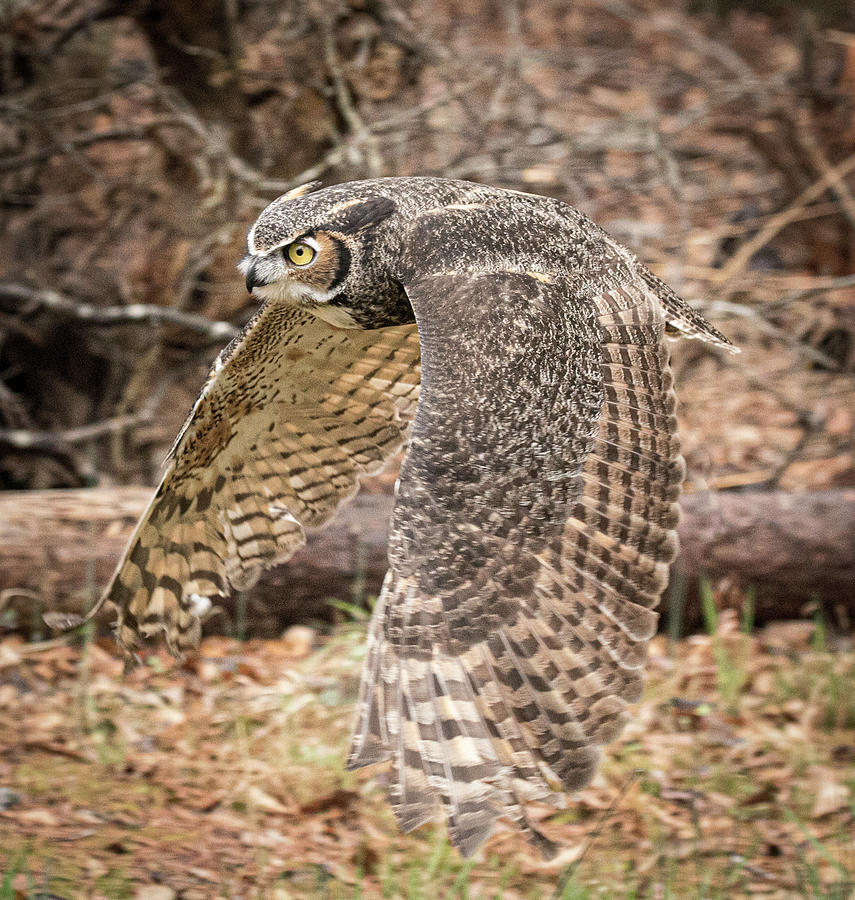 Great Horned Owl by Ronald Santini Great Horned Owl by Ronald Santini