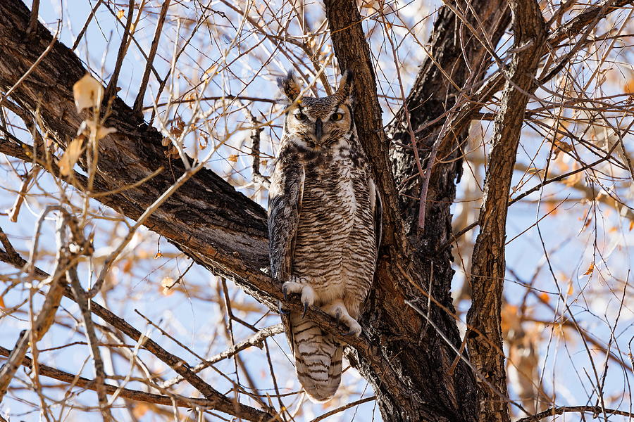 Great Horned Owl Scowls At The Intrusion Photograph