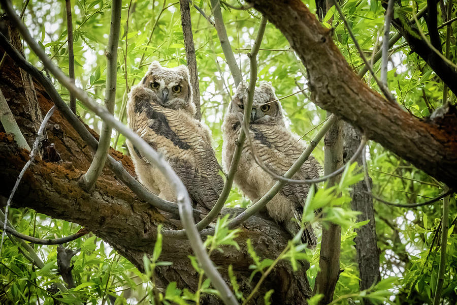 Great Horned Owl Siblings Photograph by Belinda Greb