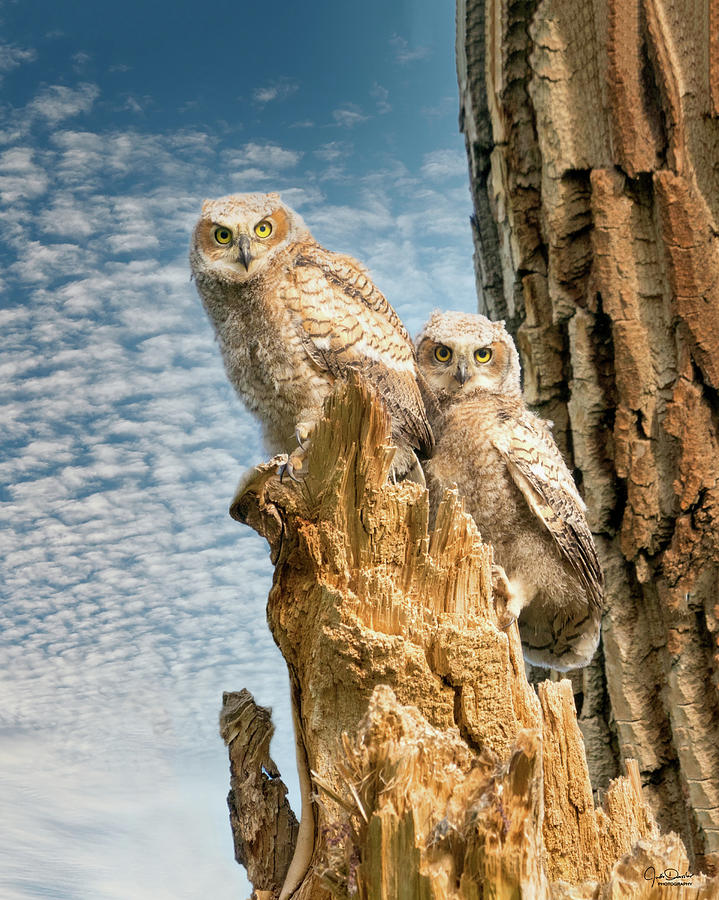 Great Horned Owl Siblings Photograph by Judi Dressler