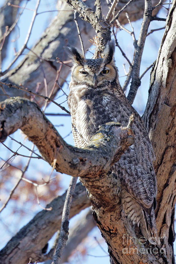 Great Horned Owl Spring Photograph by Natural Focal Point Photography