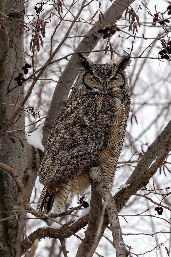 Great Horned Owl Stare Photograph by Michael Dawson