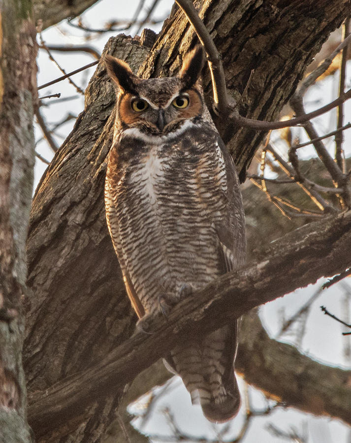 Great Horned Owl Stare Photograph by Scott Miller