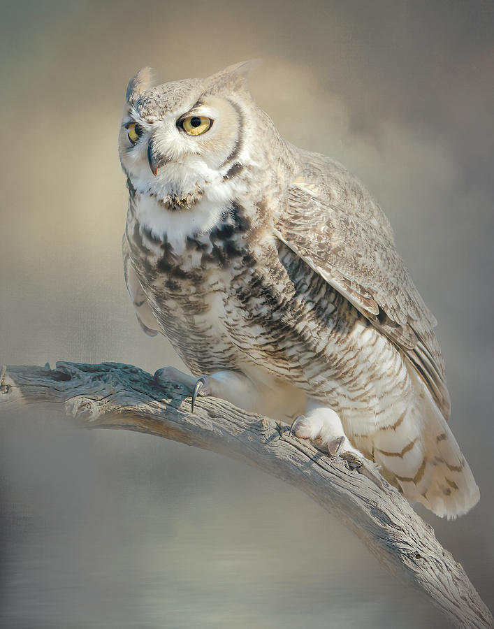 Great Horned Owl Digital Art by Steve Kelley