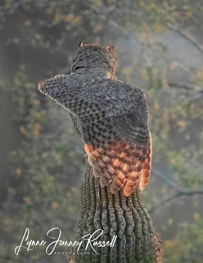 Owl Photograph - Great Horned Owl Stretching Her Backlit Wing by Lynne  Russell