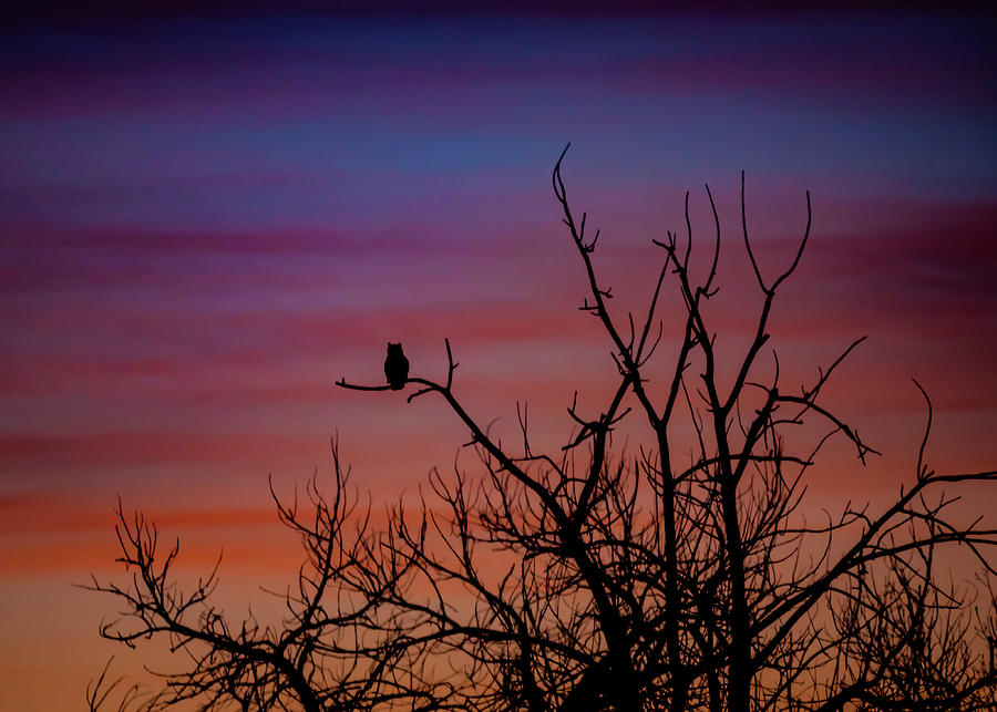 Great Horned Owl Sunrise Photograph by Gary Kochel