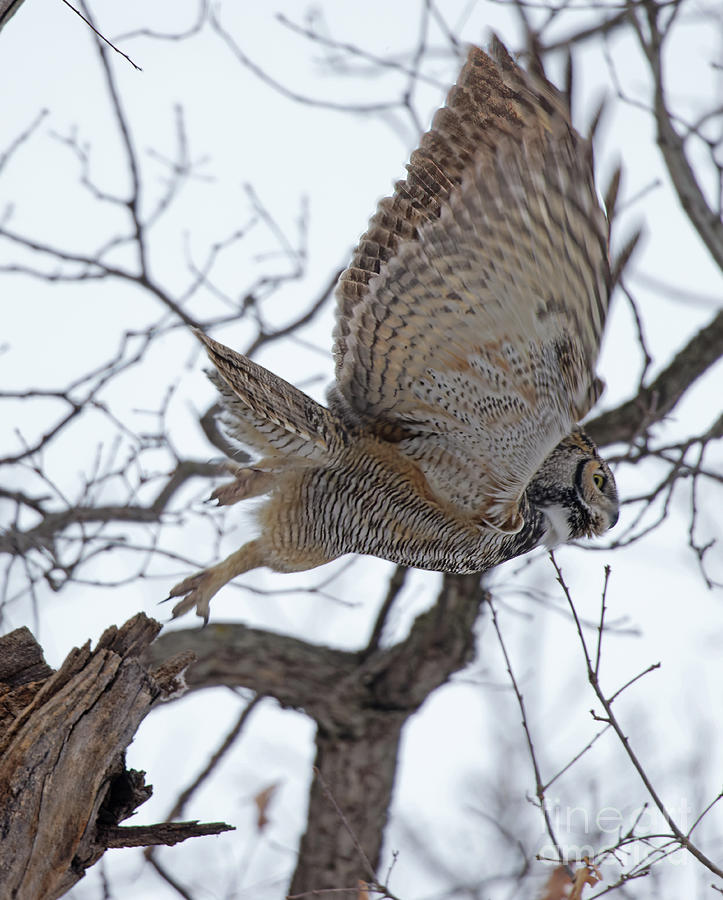 Great Horned Owl Takeoff Photograph by Natural Focal Point Photography