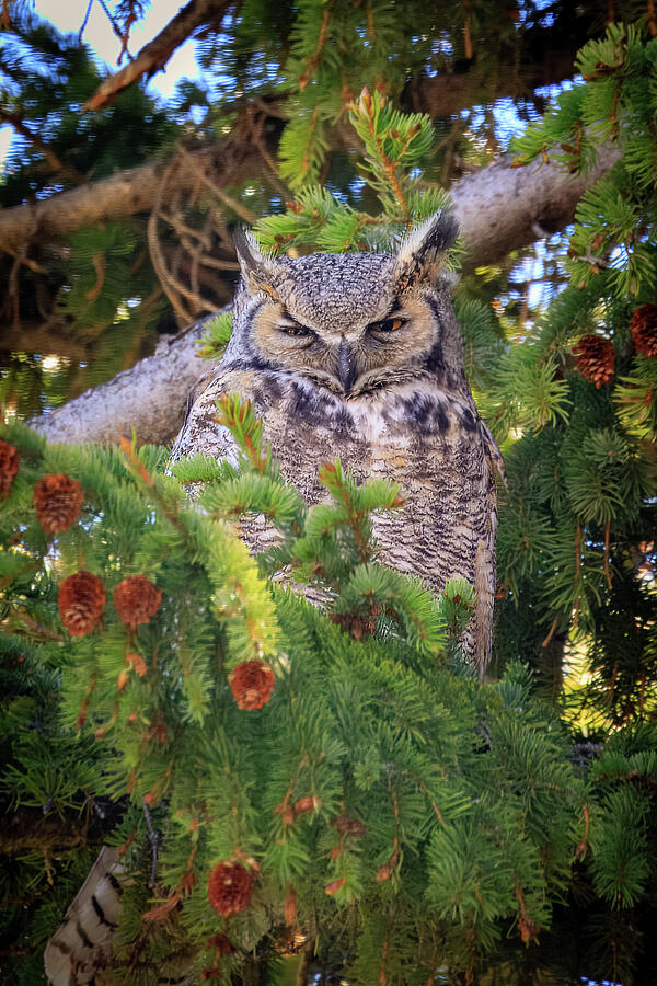 Great Horned Owl Photograph by Tim Stanley