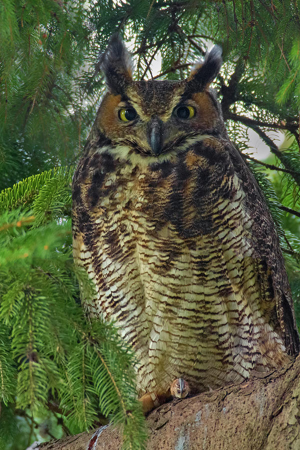Great Horned Owl Photograph by Timothy McIntyre