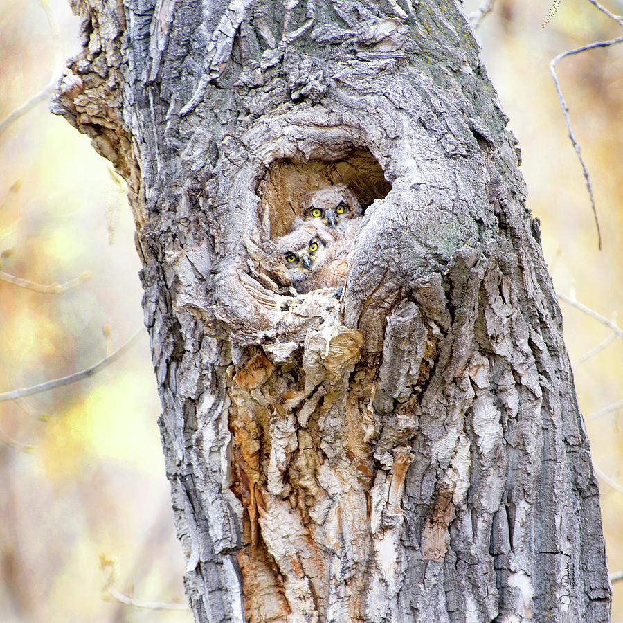 Great Horned Owl Tree Nest Photograph by Judi Dressler