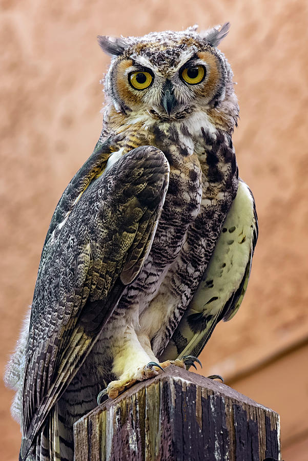 Great Horned Owl v173212-3 Photograph by Mark Myhaver