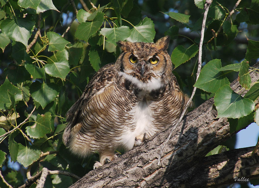 Great Horned Owl Photograph by Vallee Johnson