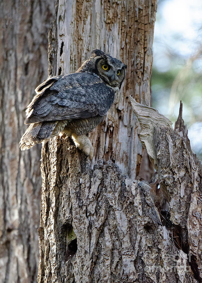 Great-Horned Owl Vancouver Island Photograph by Bob Christopher
