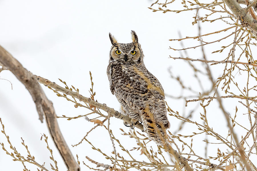 Great Horned Owl Waits Out a Snowstorm Photograph by Tony Hake