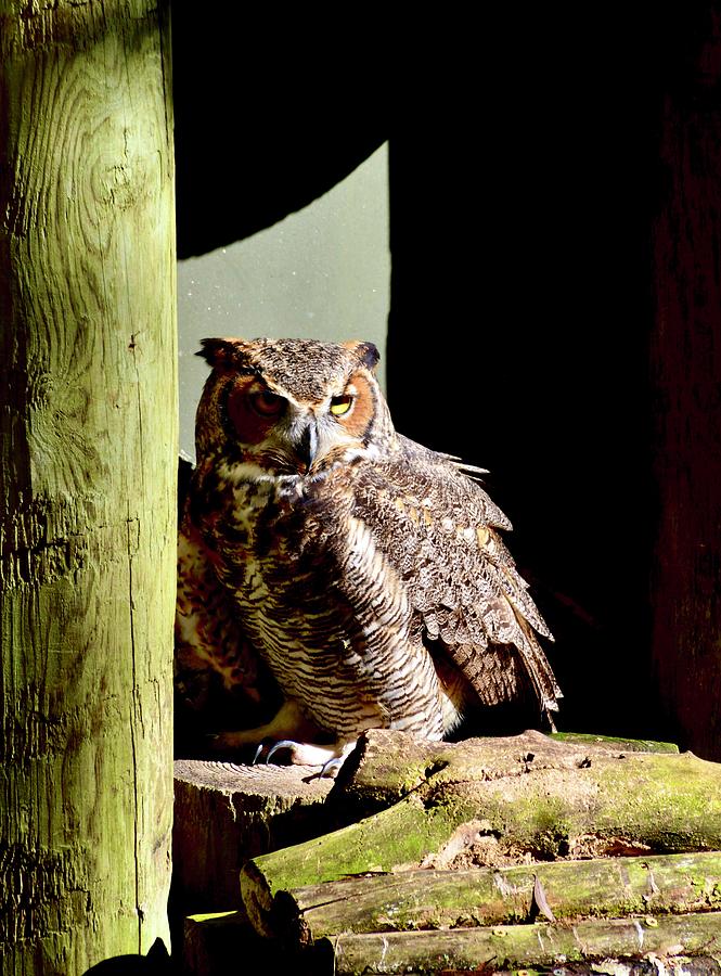 Great Horned Owl  Photograph by Warren Thompson