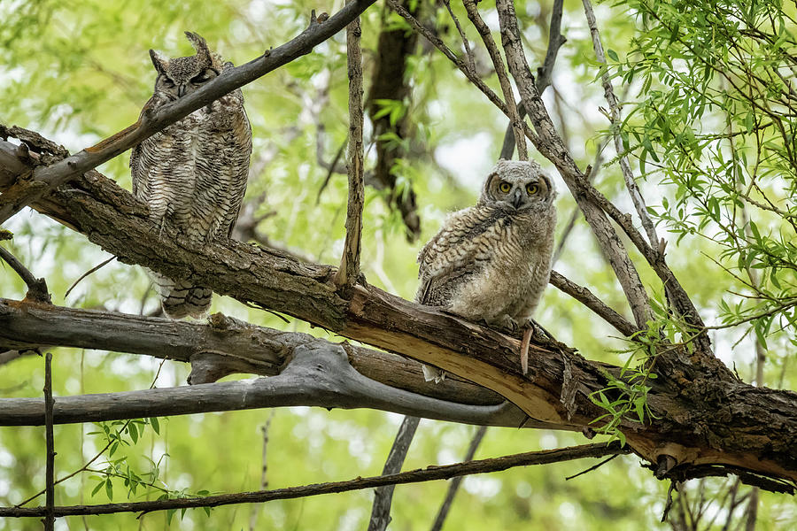 Great Horned Owl With One Of Her Owlets Photograph