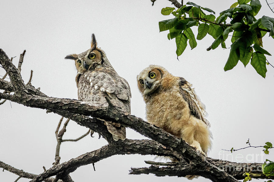 Great Horned Owl with Owlet Photograph by Tom Claud