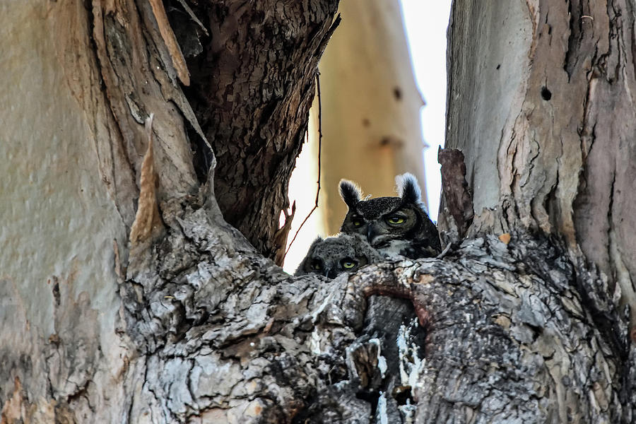 Great Horned Owl with Owlets in the Nest Photograph by Amazing Action Photo Video