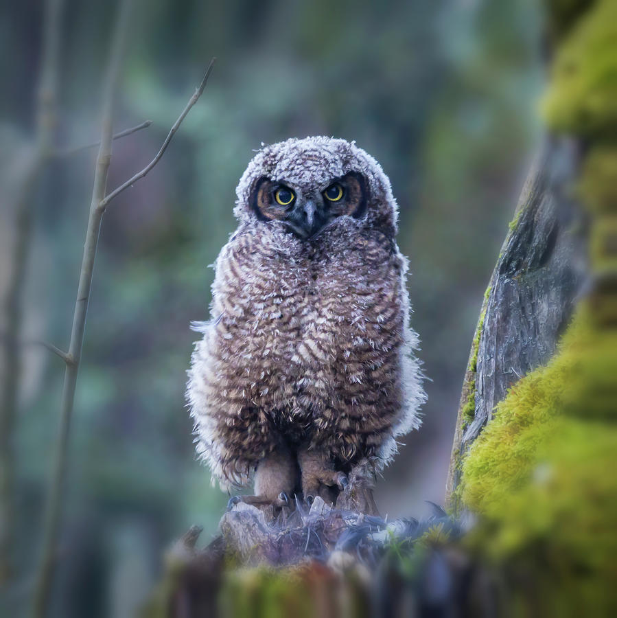 Great Horned Owlet 2 Photograph by Angie Vogel