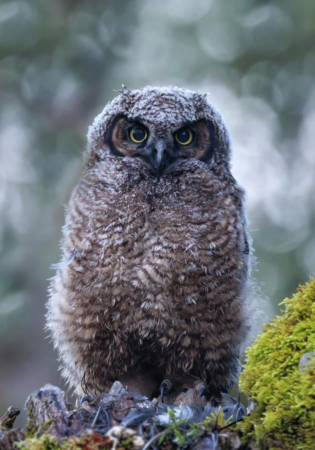 Great Horned Owlet Photograph by Angie Vogel