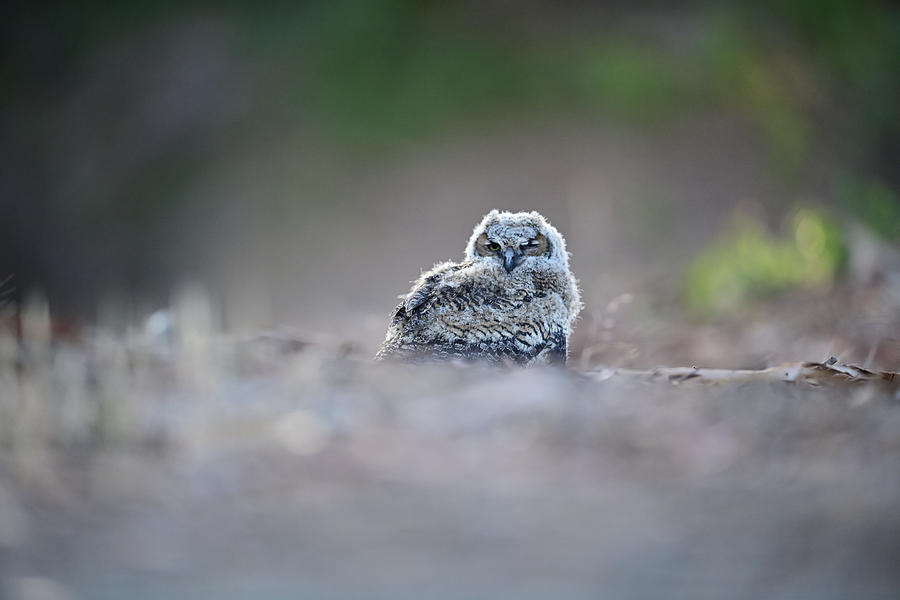 Great-horned owlet,- Bubo Virginianus Photograph by Amazing Action Photo Video