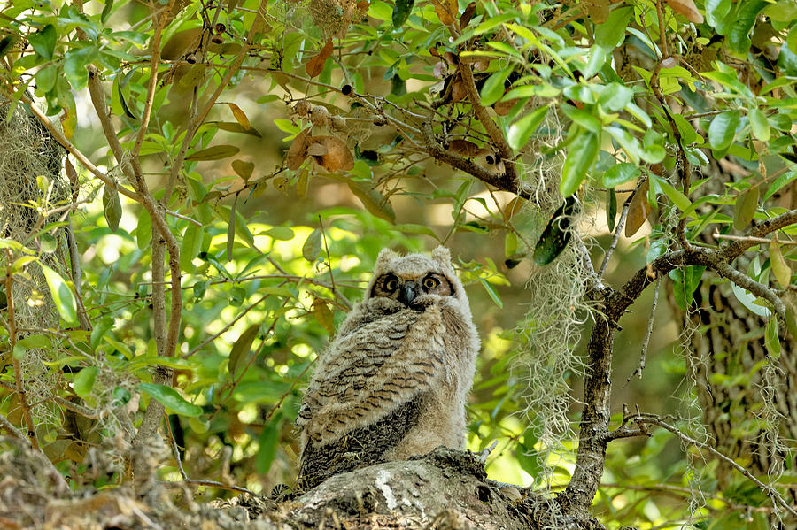 Great Horned Owlet Photograph by Colin Hocking