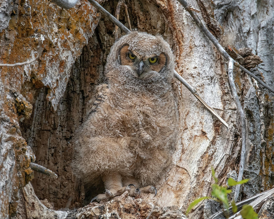 Great Horned Owlet Photograph by Constance Puttkemery