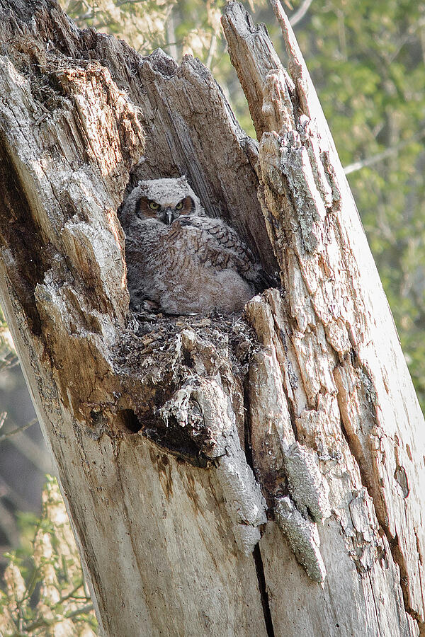 Owl Photograph - Great Horned Owlet by Dale Kincaid