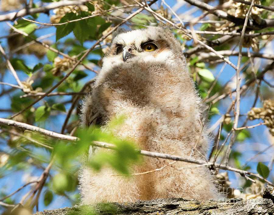 Great Horned Owlet Photograph by Dennis Hammer