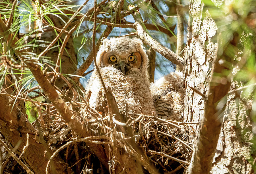 Great Horned Owlet II Photograph By Julie Barrick - Fine Art America